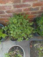 Diverse planten en struiken, Tuin en Terras, Planten | Struiken en Hagen, Ophalen