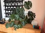 Grote gezonde monstera plant, Huis en Inrichting, Kamerplanten, Ophalen, 100 tot 150 cm, Overige soorten, Halfschaduw