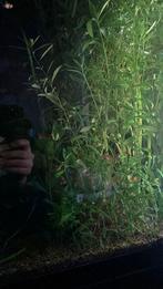 Jonge guppy’s en endlers gratis, Ophalen, Zo goed als nieuw