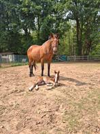 Fok merie, Dieren en Toebehoren