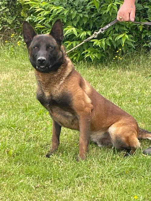 Mechelse herder reu bewakingshond zeer mooie hond super bijt, Dieren en Toebehoren, Honden | Herdershonden en Veedrijvers, Reu
