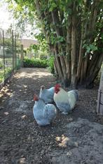 Broedeieren cochin kriel, Dieren en Toebehoren, Pluimvee