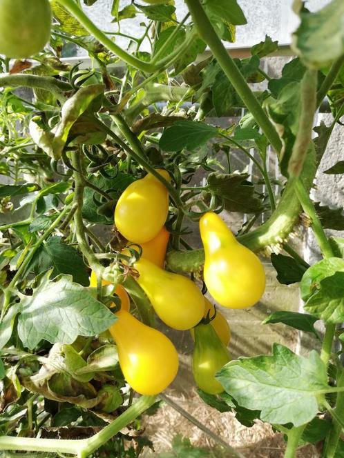 Tomatenzaden, Jardin & Terrasse, Bulbes & Semences, Enlèvement ou Envoi