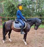Zwarte C pony 1.34, C pony (1.27m tot 1.37m), 11 jaar of ouder, Merrie, Gechipt
