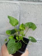 Viola odorata 'Alba', Vaste plant, Ophalen