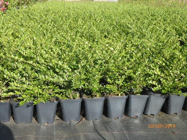 Plante couvre-sol, Tuin en Terras, Planten | Tuinplanten, Bodembedekkers, Ophalen