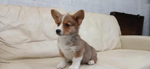 Prachtige welsh corgi pups, Dieren en Toebehoren, Honden | Herdershonden en Veedrijvers, Meerdere dieren, Overige rassen, Fokker | Hobbymatig