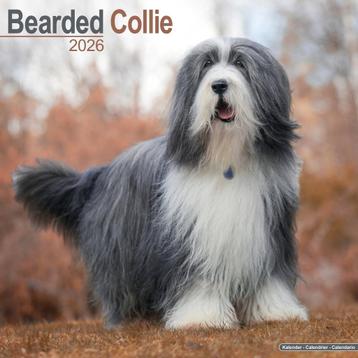 Bearded Collie 2026 kalender beschikbaar voor biedingen