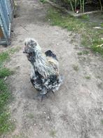 Zijdehoen haantje, Dieren en Toebehoren