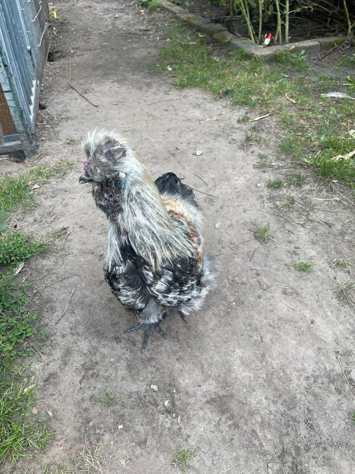 Zijdehoen haantje, Dieren en Toebehoren, Pluimvee