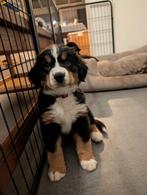 Berner Sennen pups te koop (in huis grootgebracht), Dieren en Toebehoren, België, CDV (hondenziekte), Meerdere, Meerdere dieren