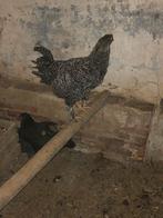 Koekoek hanen, Dieren en Toebehoren, Pluimvee