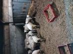 Lammeren te koop, Dieren en Toebehoren, Schapen, Geiten en Varkens