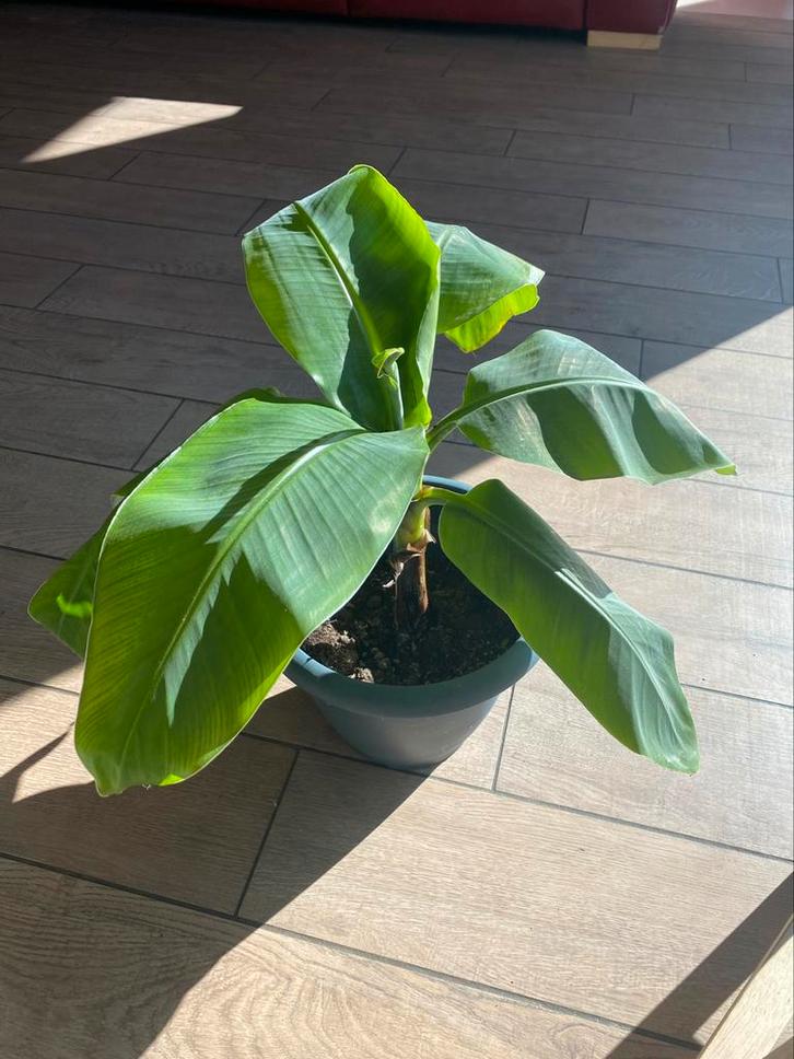 Bananier, Maison & Meubles, Plantes d'intérieur, Enlèvement