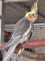 Koppeltje valkparkieten met dna attest, Dieren en Toebehoren, Meerdere dieren, Parkiet, Geringd