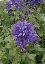 Campanula dahurica Deep Blue, Tuin en Terras, Ophalen