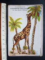Chromo Chaussures Leconte Collette LILLE Giraf, Verzamelen, Gebruikt, Ophalen of Verzenden, Voor 1940, Dier