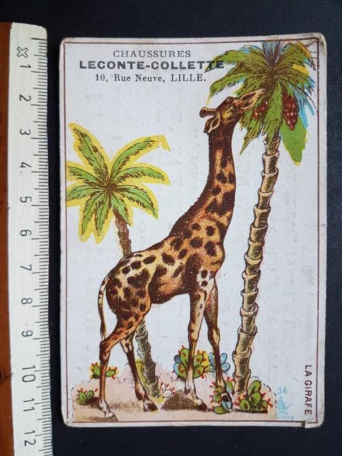 Chromo Chaussures Leconte Collette LILLE Giraf, Verzamelen, Foto's en Prenten, Gebruikt, Prent, Dier, Voor 1940, Ophalen of Verzenden
