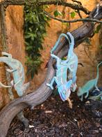 Nakweek yemen kameleons, Dieren en Toebehoren, Amfibie