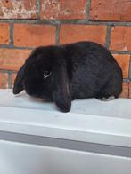 Nederlandse hangoordwerg rammetje 8 mnd oud