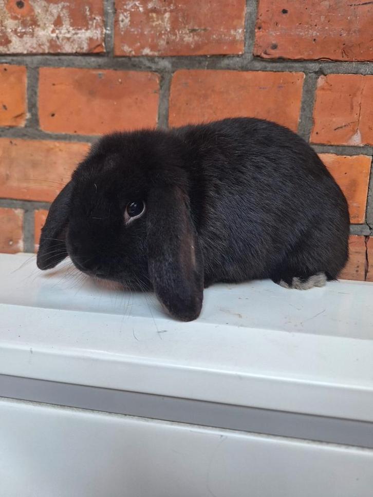 Nederlandse hangoordwerg rammetje 8 mnd oud, Animaux & Accessoires, Lapins