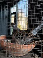 Bronsvleugel duiven, Dieren en Toebehoren, Meerdere dieren, Overige soorten