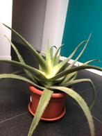 Aloe vera, En pot, Enlèvement ou Envoi, Moins de 100 cm, Cactus