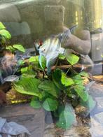 Vissen amazone visbestand, Dieren en Toebehoren, Vissen | Aquariumvissen