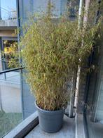 Bambou en pot, Ophalen, Winter, In pot