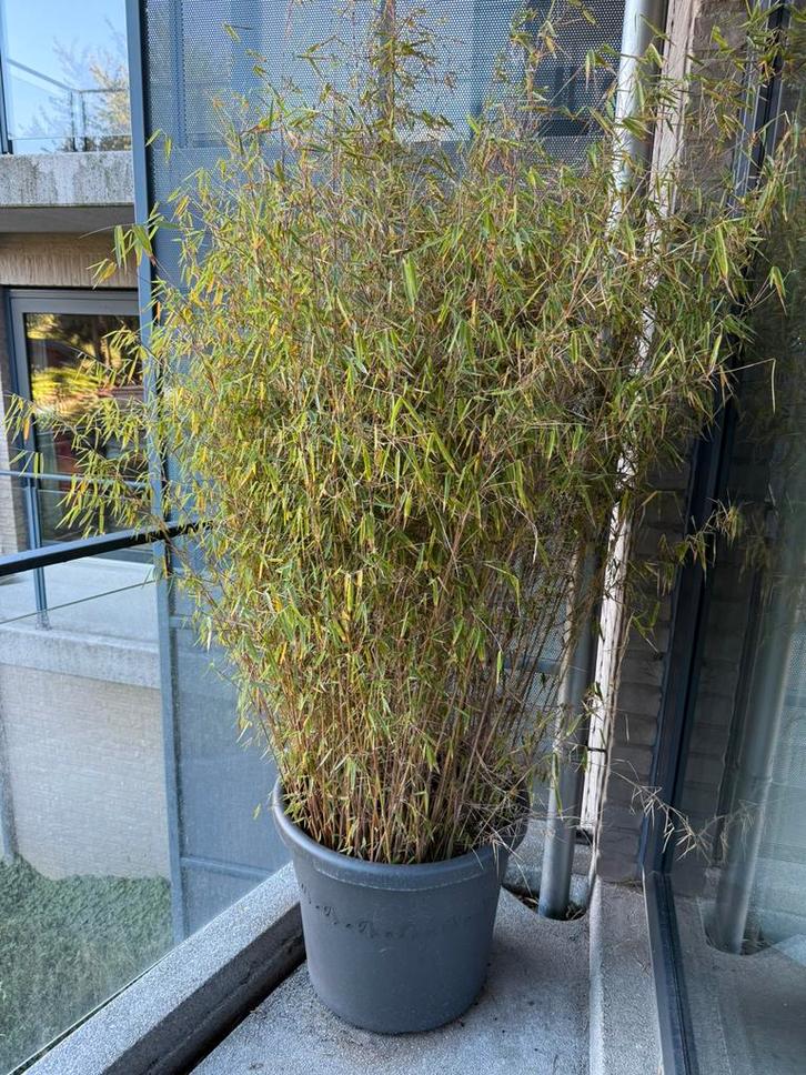 Bambou en pot, Tuin en Terras, Planten | Bomen, Winter, In pot, Ophalen