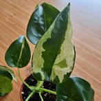 alocasia vanaf 4 euro, Huis en Inrichting, Kamerplanten, Ophalen