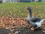 Toulouse dewalp hen, Dieren en Toebehoren, Pluimvee, Vrouwelijk, Gans of Zwaan