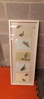 Belle liste d'images d'oiseaux, Enlèvement