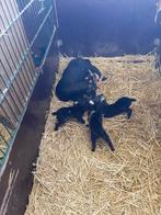 Dwerggeitenlammetjes met de fles grootbrengen, Dieren en Toebehoren, Januari, Geslacht onbekend
