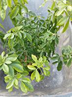 Choisya Ternata, Tuin en Terras, Ophalen