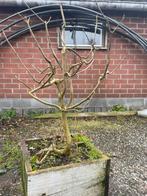 Bonsai Es, Tuin en Terras, Ophalen