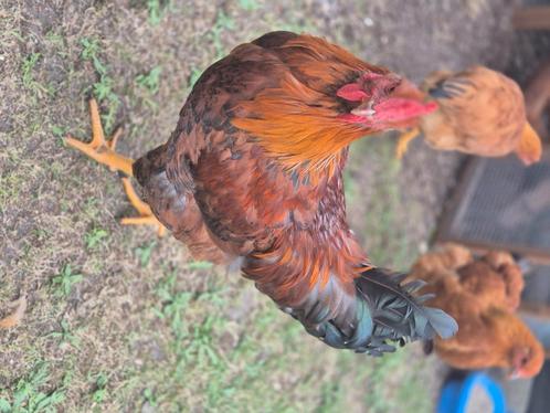 Gratis haan, Dieren en Toebehoren, Pluimvee