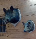 Everzwijn,  2 mooie koppen ! Taxidermie, Antiek en Kunst, Curiosa en Brocante, Ophalen of Verzenden