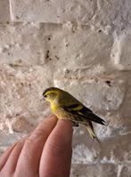 Un couple de tarain bagué 2025, Animaux & Accessoires