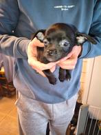 Pincherpupjes, Dieren en Toebehoren, Parvo, België, Fokker | Hobbymatig, 8 tot 15 weken