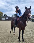 Betrouwbaar bomproof recreatie paard, Dieren en Toebehoren, Paarden, B, 3 tot 6 jaar, 160 tot 165 cm, Recreatiepaard