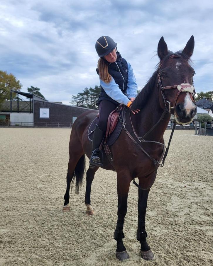 Betrouwbaar bomproof recreatie paard, Dieren en Toebehoren, Paarden, Merrie, B, 160 tot 165 cm, 3 tot 6 jaar, Recreatiepaard, Gechipt