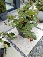 Zwarte bramenstruik (doorloos) in pot, Ophalen, In pot