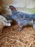 Marans hennen, Dieren en Toebehoren, Pluimvee, Vrouwelijk, Kip