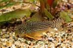 Corydoras sterbai, Poisson, Poisson d'eau douce, Banc de poissons