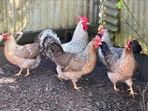 Foktoom cream legbar, Dieren en Toebehoren, Pluimvee