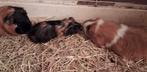 Cavia beertje te koop, December, Cavia