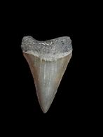 1) Grand carcharodon carcharias (requin blanc) de Bone Valle, Collections, Enlèvement ou Envoi, Fossile