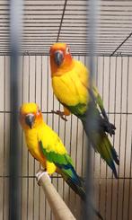 Couple Conure Soleil, Mannelijk, Dwergpapegaai of Agapornis, Geringd