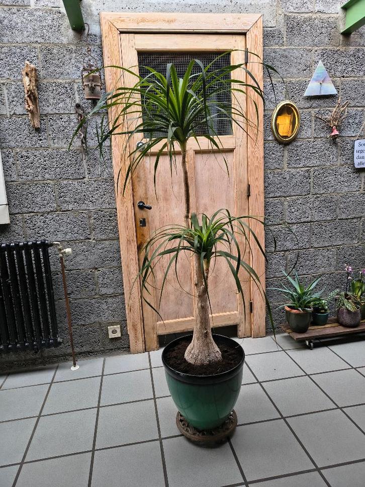 Olifantspoot, Huis en Inrichting, Kamerplanten, Overige soorten, 150 tot 200 cm, Groene kamerplant, Volle zon, In pot, Ophalen